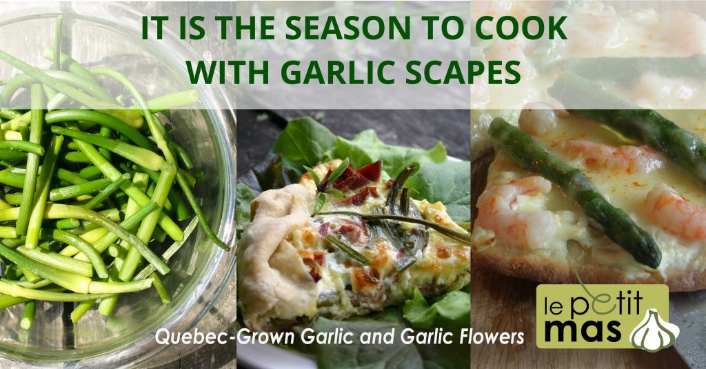 it is the season to cook with garlic scapes