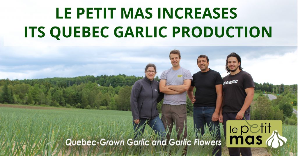 Expansion of Our Agribusiness: Le Petit Mas Increases Its Quebec Garlic Production