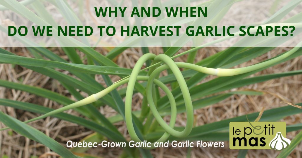 Why and when do we need to harvest garlic scapes