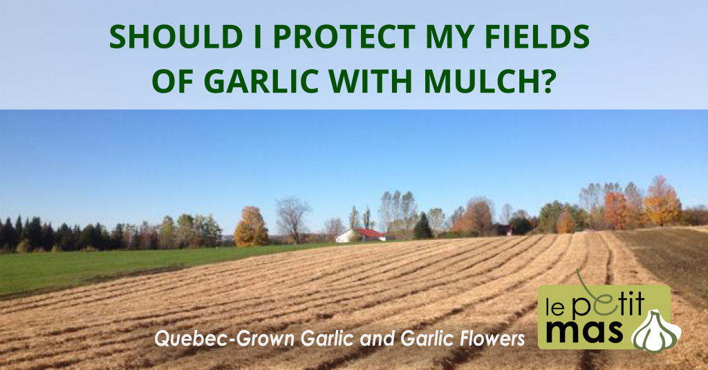 should-i-protect-my-fields-of-quebec-garlic-with-mulch