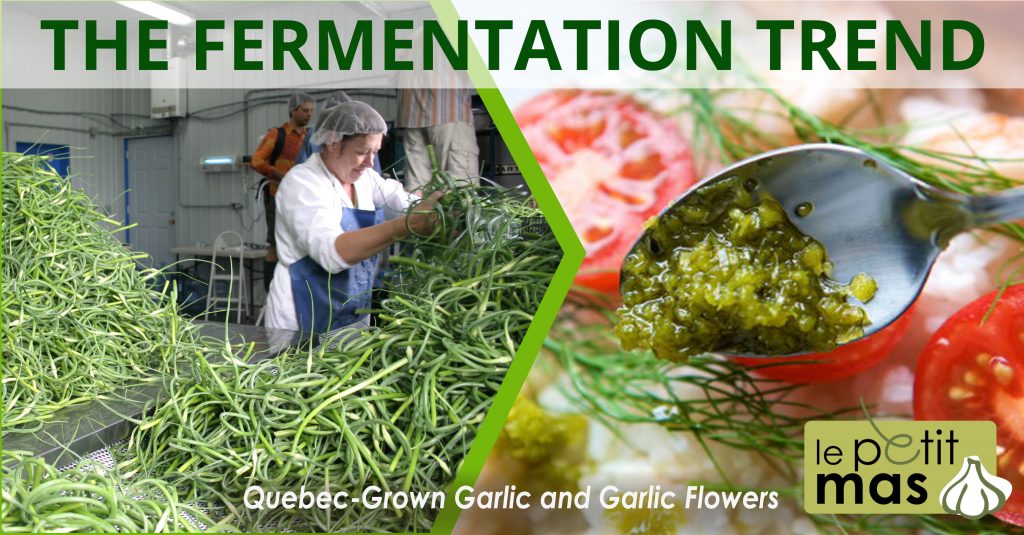 fermentation trend - fermented garlic flowers