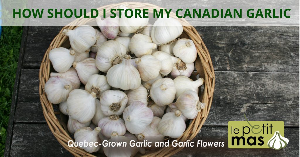 how should i store my canadian garlic