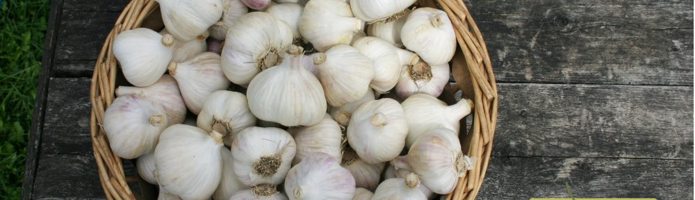 how should i store my canadian garlic