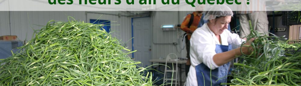 récolte et transformation des fleurs d'ail du Québec