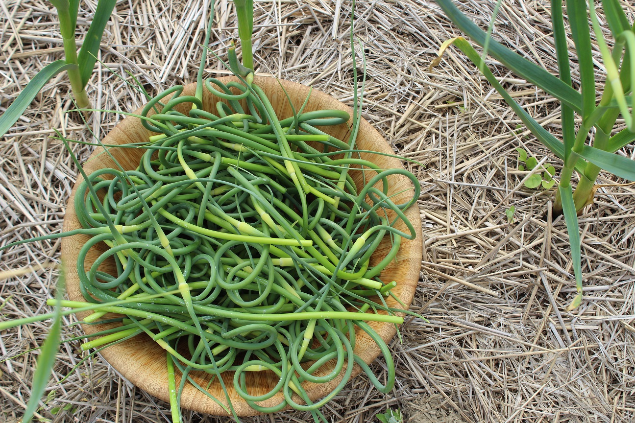 blog-preserving-fresh-garlic-scapes