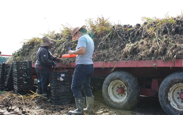 La récolte d'ail du Québec, sur les terres biologiques du Petit Mas en Estrie (Canada) 